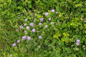 Knautia arvensis Field Scabious