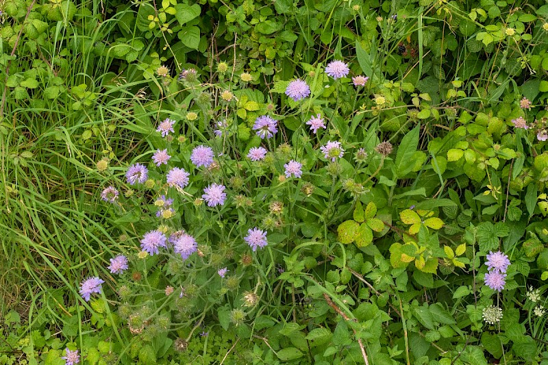 Knautia arvensis - © Charles Hipkin