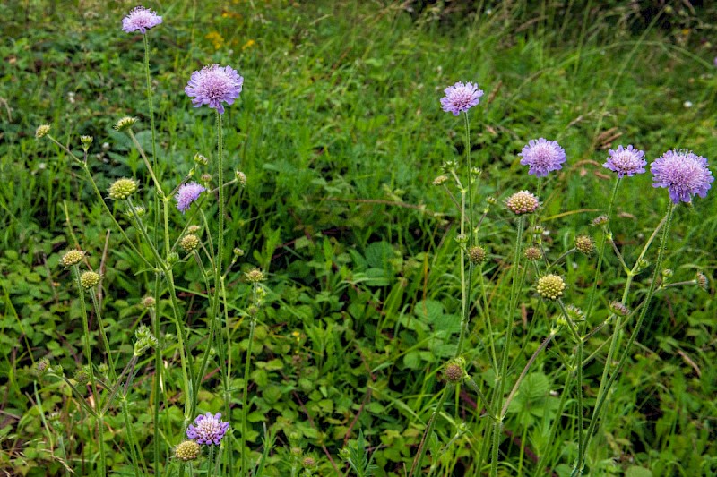 Knautia arvensis - © Charles Hipkin