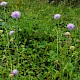 Knautia arvensis