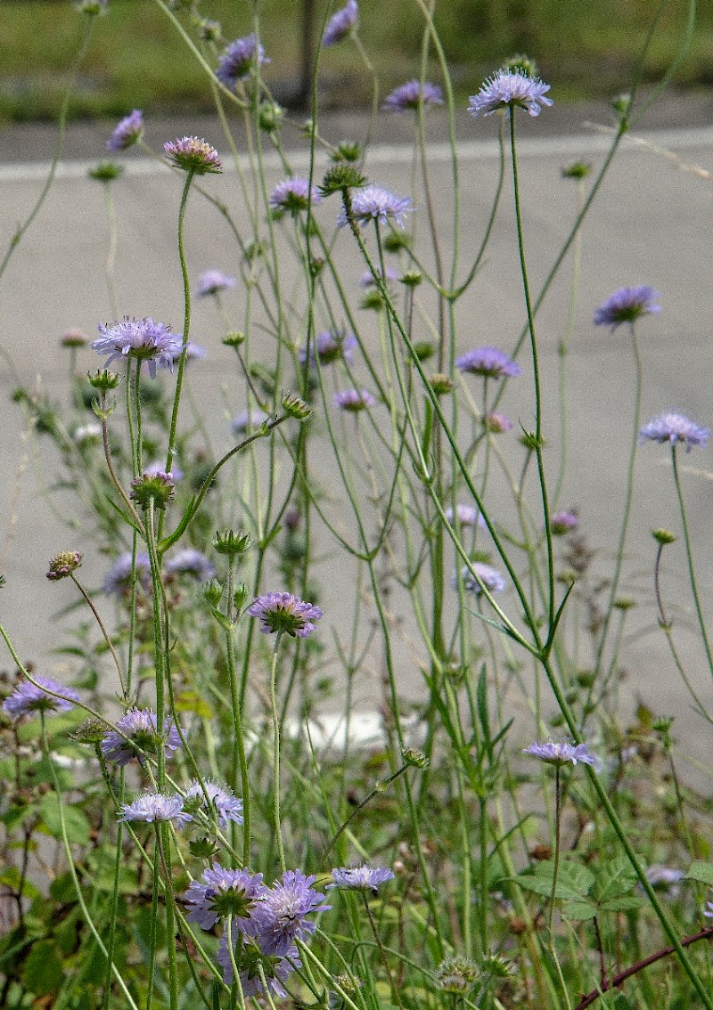 Knautia arvensis - © Charles Hipkin