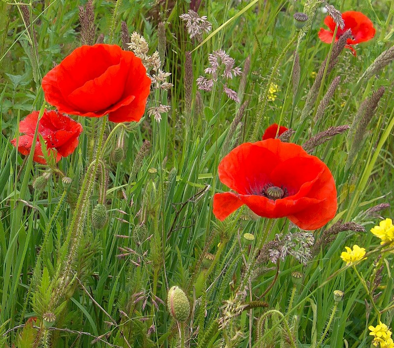 Papaver rhoeas - © Charles Hipkin