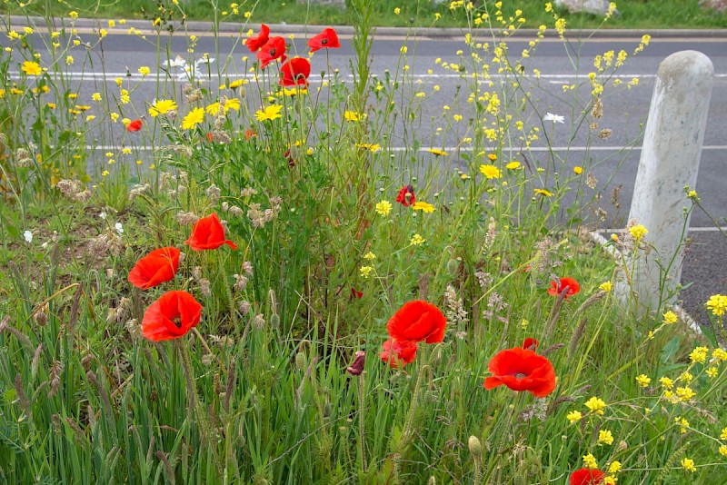 Papaver rhoeas - © Charles Hipkin