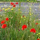 Papaver rhoeas