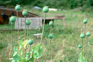 Papaver somniferum Opium Poppy