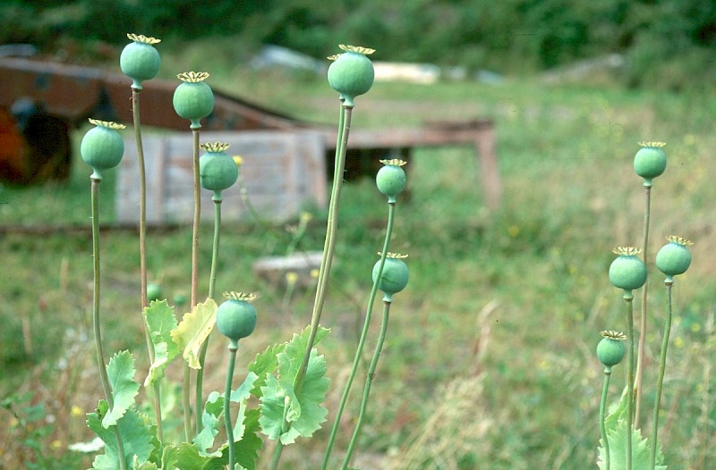 Papaver somniferum - © Charles Hipkin