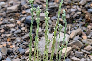 Filago minima Small Cudweed