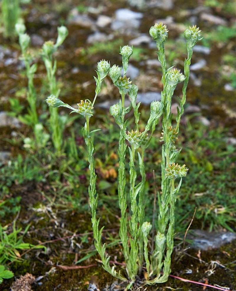 Filago vulgaris - © Charles Hipkin