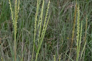 Spartina anglica Common Cord-grass