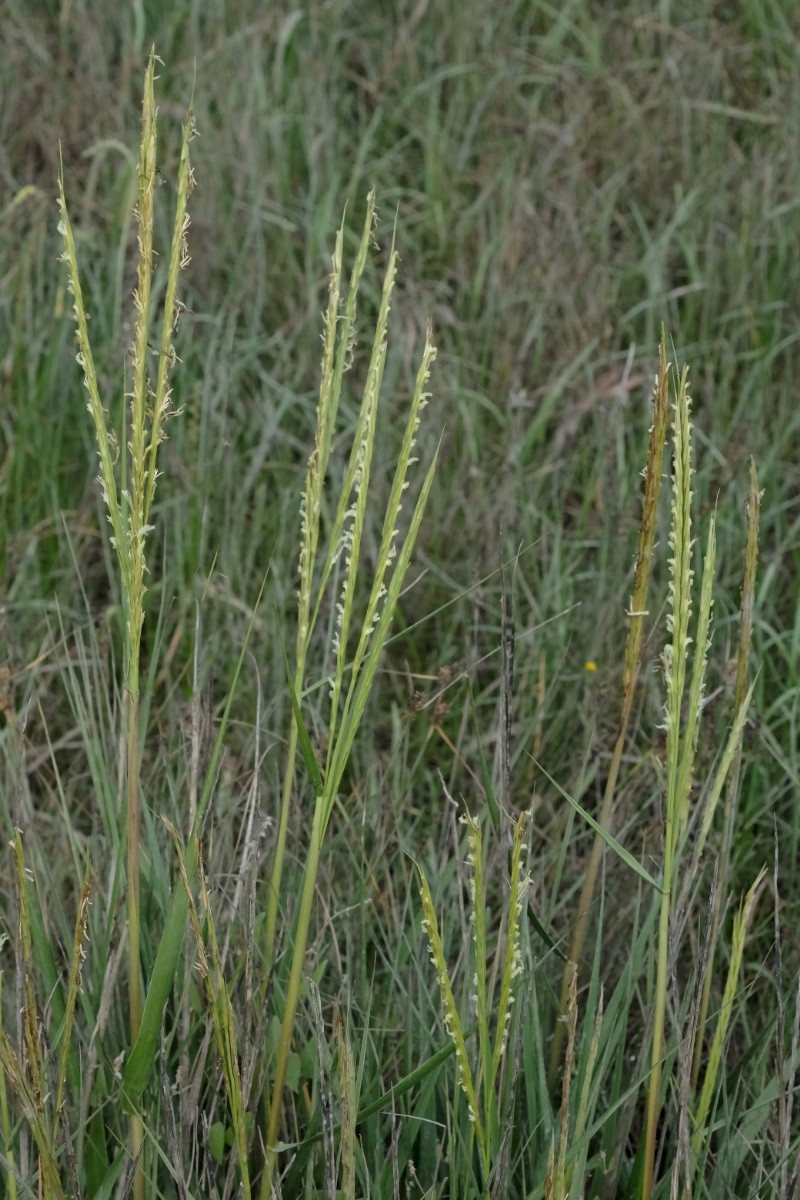 Spartina anglica - © Charles Hipkin