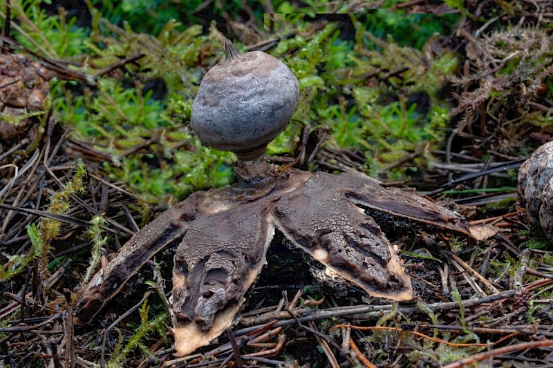 Geastrum pectinatum