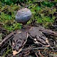 Geastrum pectinatum