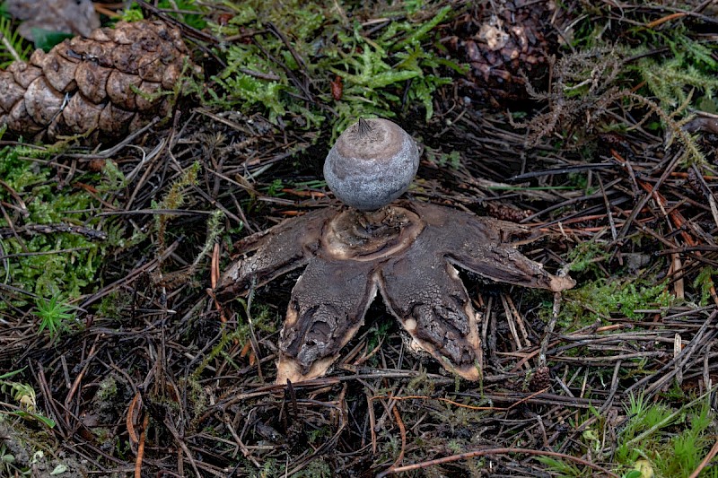 Geastrum pectinatum - © Charles Hipkin