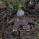 Geastrum pectinatum