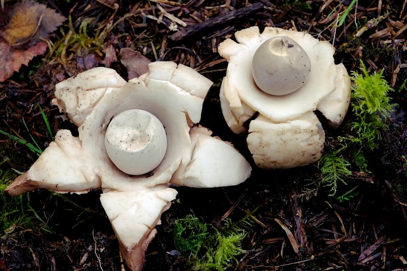 Geastrum triplex - © Charles Hipkin