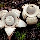 Geastrum triplex