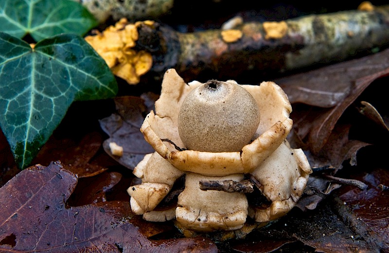 Geastrum triplex - © Charles Hipkin