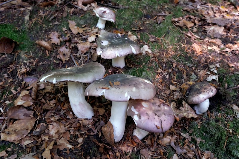 Russula cyanoxantha - © Charles Hipkin