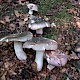 Russula cyanoxantha