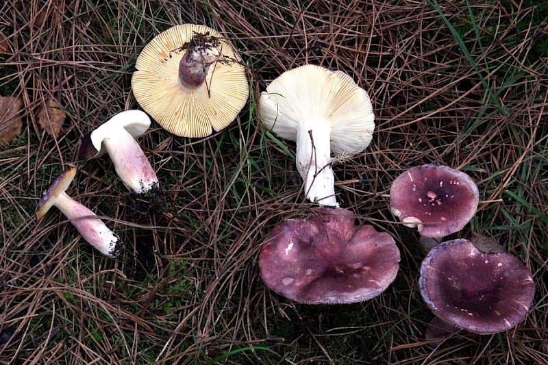 Russula sardonia - © Charles Hipkin