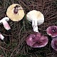 Russula sardonia