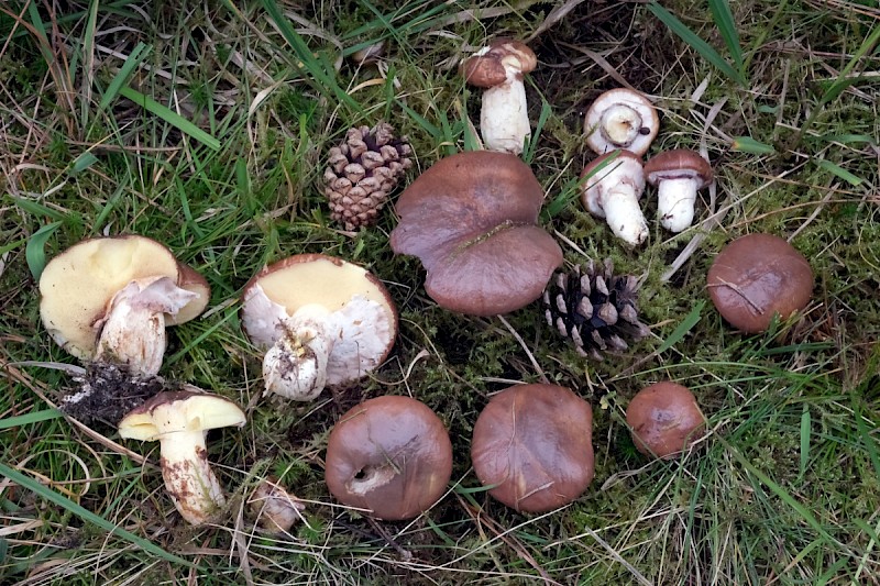 Suillus luteus - © Charles Hipkin