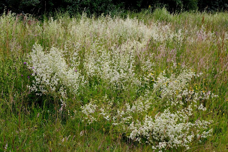 Galium album - © Charles Hipkin