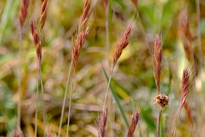 Bromus commutatus Meadow Brome