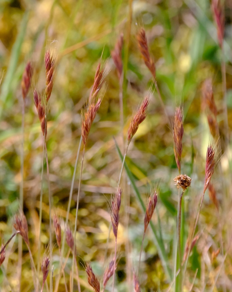 Bromus commutatus - © Charles Hipkin