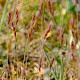 Bromus commutatus