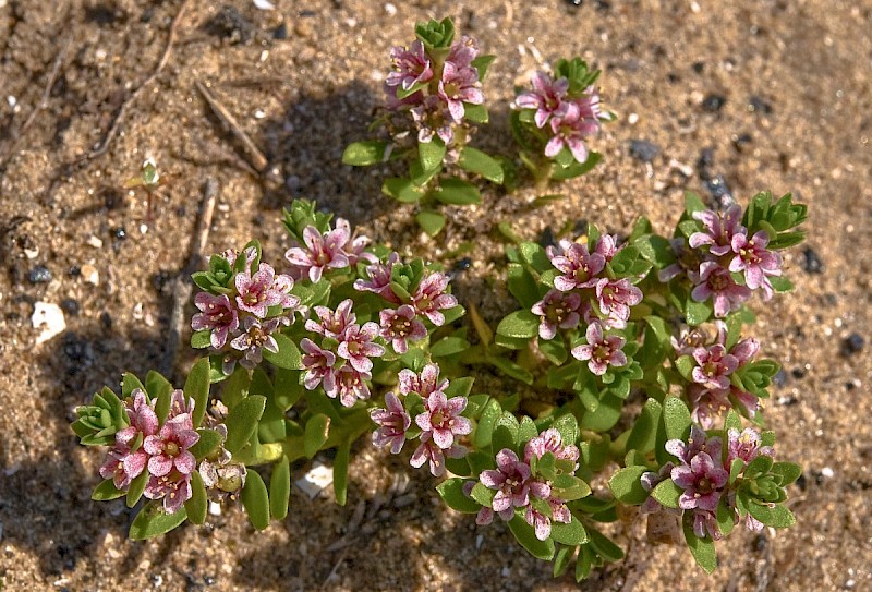 Glaux maritima - © Charles Hipkin