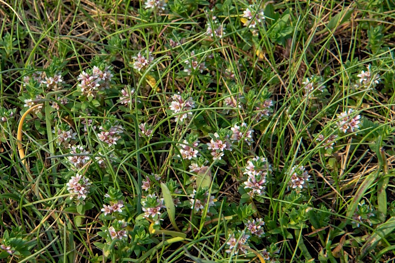 Glaux maritima - © Charles Hipkin