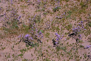 Limonium procerum 