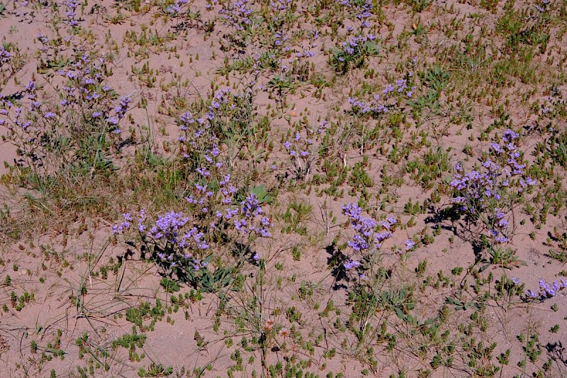 Limonium procerum - © Charles Hipkin