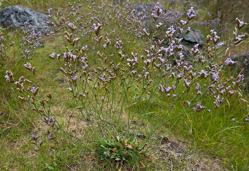 Limonium procerum - © Charles Hipkin