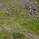 Limonium procerum