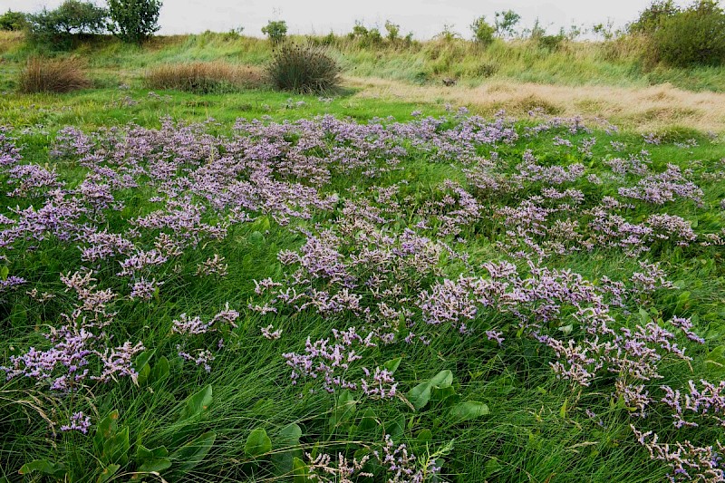 Limonium vulgare - © Charles Hipkin