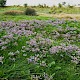 Limonium vulgare