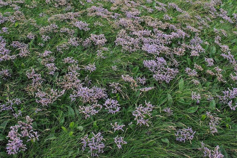 Limonium vulgare - © Charles Hipkin