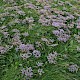 Limonium vulgare