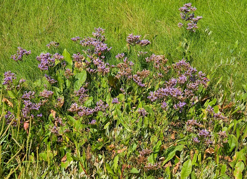 Limonium vulgare - © Charles Hipkin