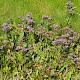 Limonium vulgare