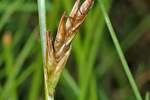 Blysmus rufus Saltmarsh Flat-sedge