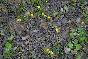 Leontodon saxatilis Lesser Hawkbit