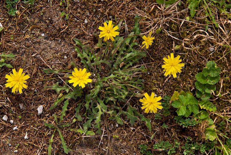 Leontodon saxatilis - © Charles Hipkin