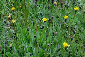 Leontodon hispidus Rough Hawkbit