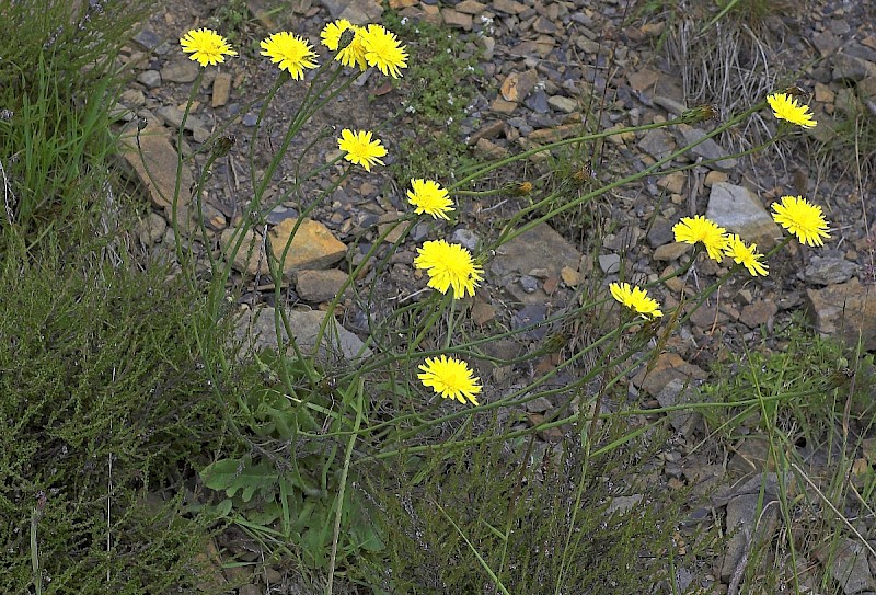 Hypochaeris radicata - © Charles Hipkin