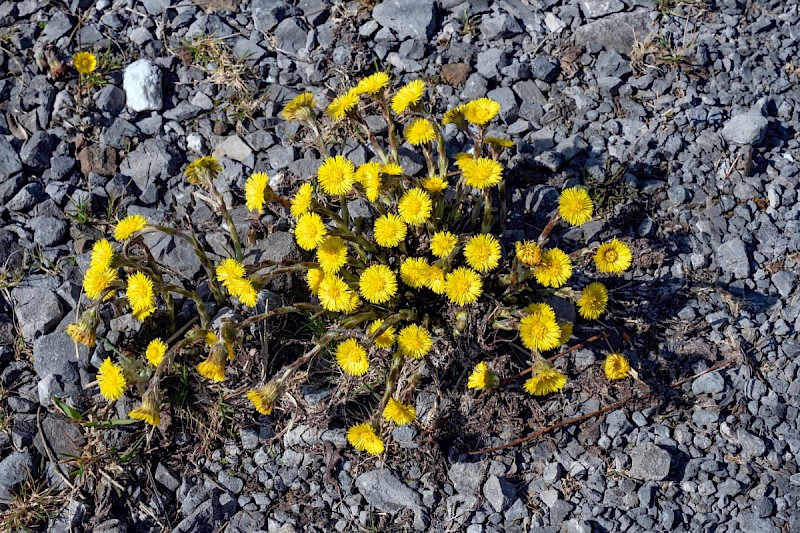 Tussilago farfara - © Charles Hipkin