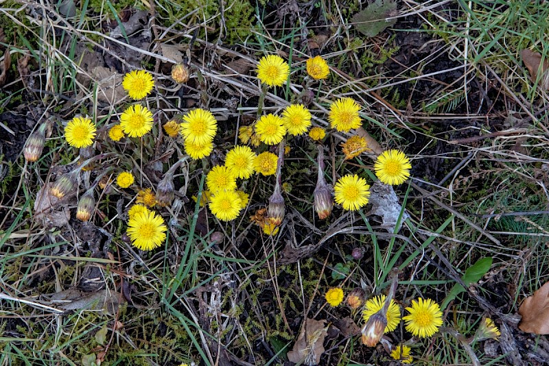 Tussilago farfara - © Charles Hipkin