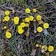 Tussilago farfara